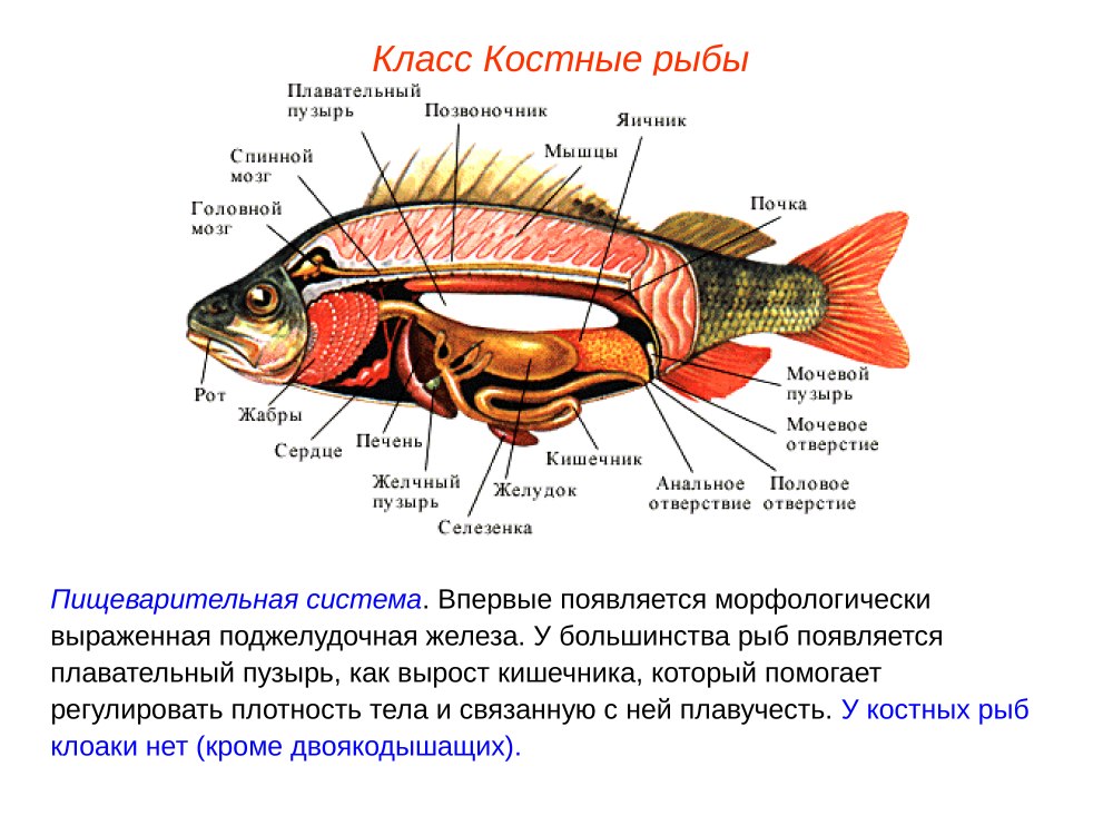 Есть ли плавательный пузырь у костных рыб