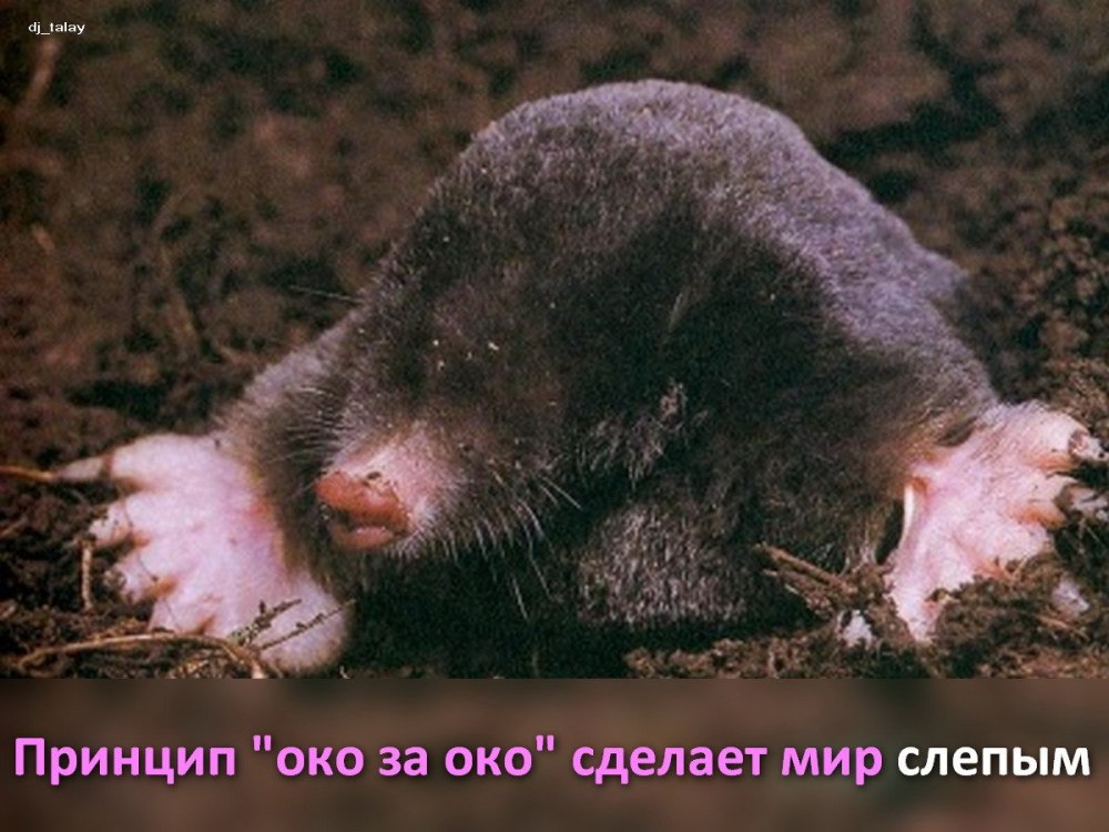 Насекомоядные млекопитающие Крот
