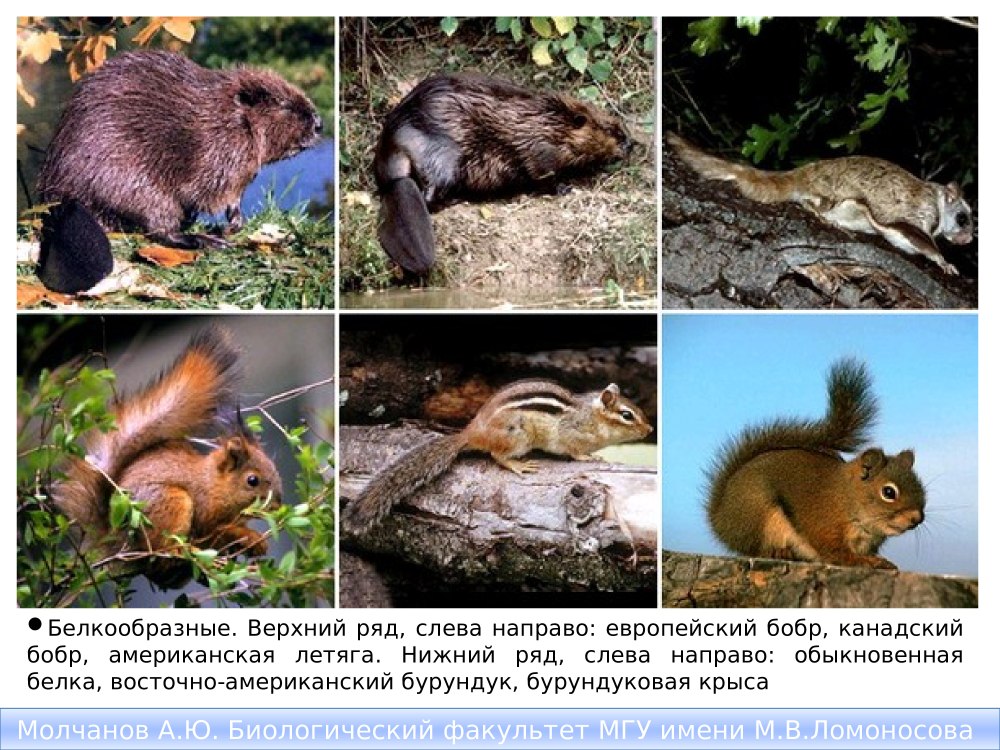Отряды млекопитающих отряд Грызуны