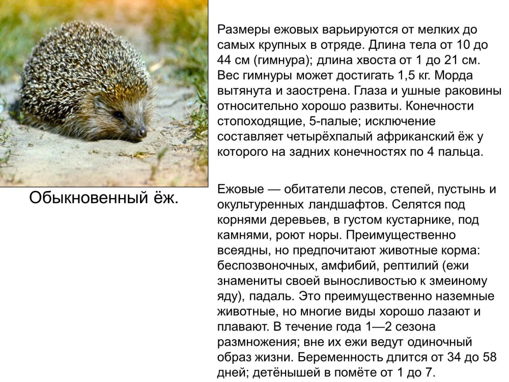Насекомоядные животные презентация