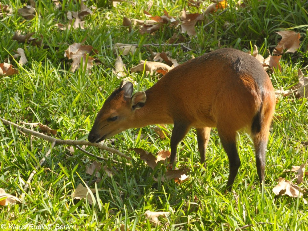 Cephalophus rufilatus