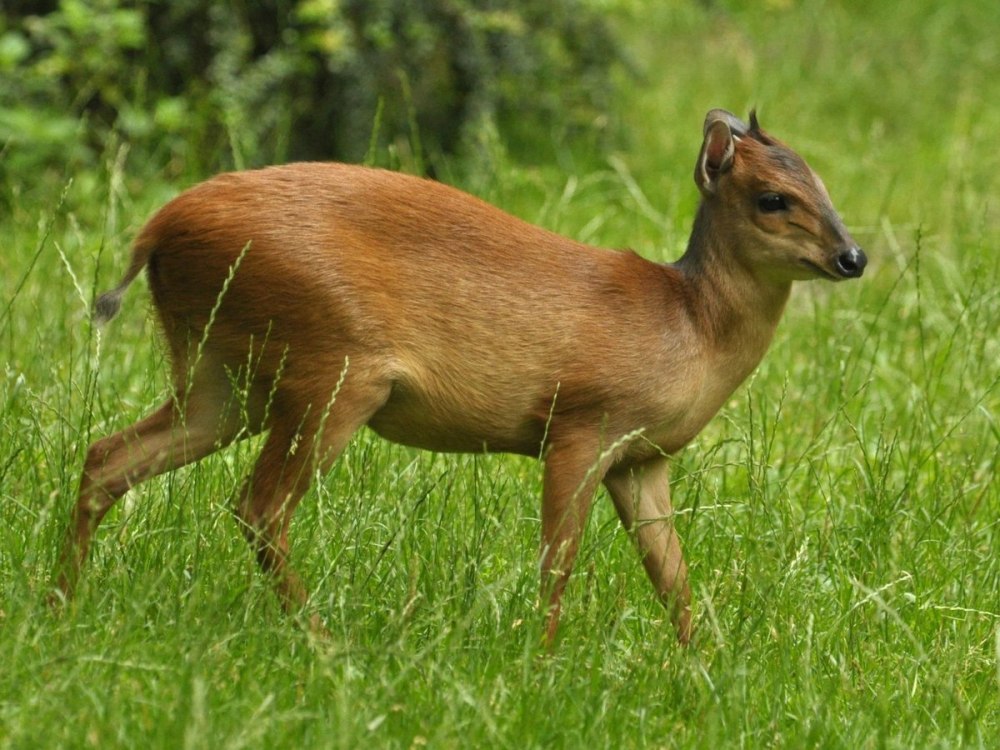 Cephalophus natalensis