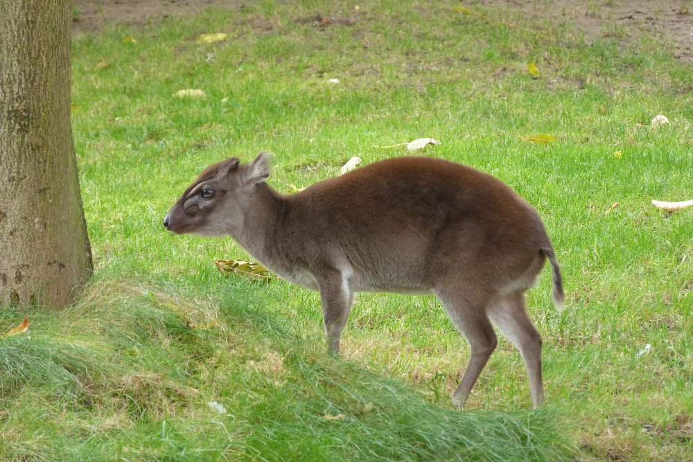Philantomba Maxwellii