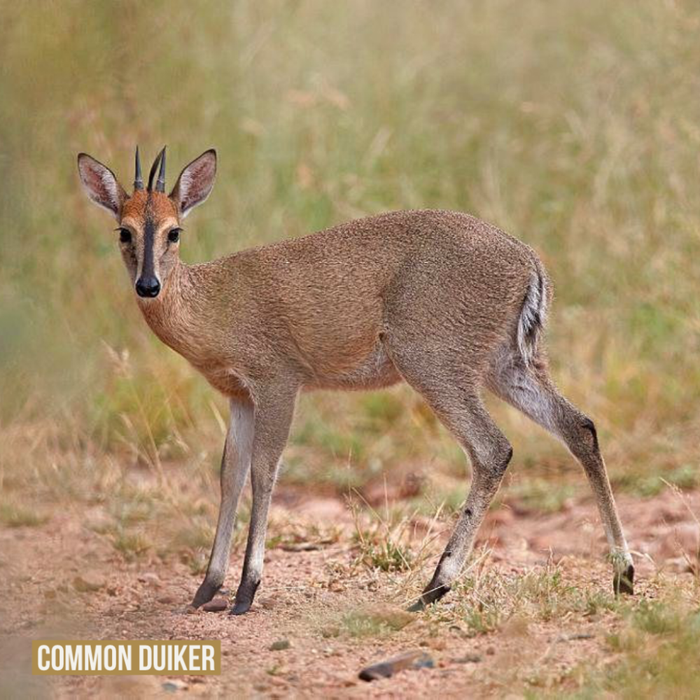 Common Duiker