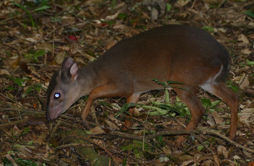 Philantomba monticola