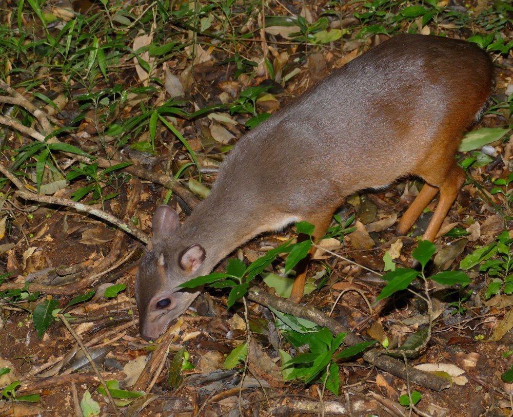 Cephalophus weynsi