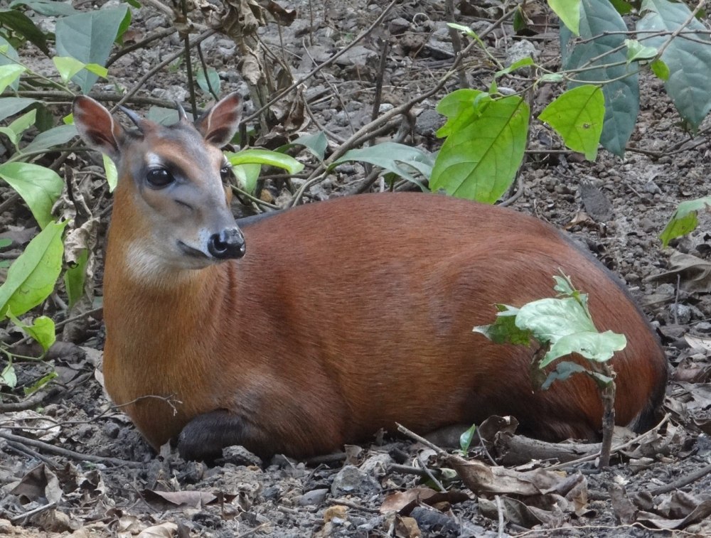 Cephalophus rufilatus