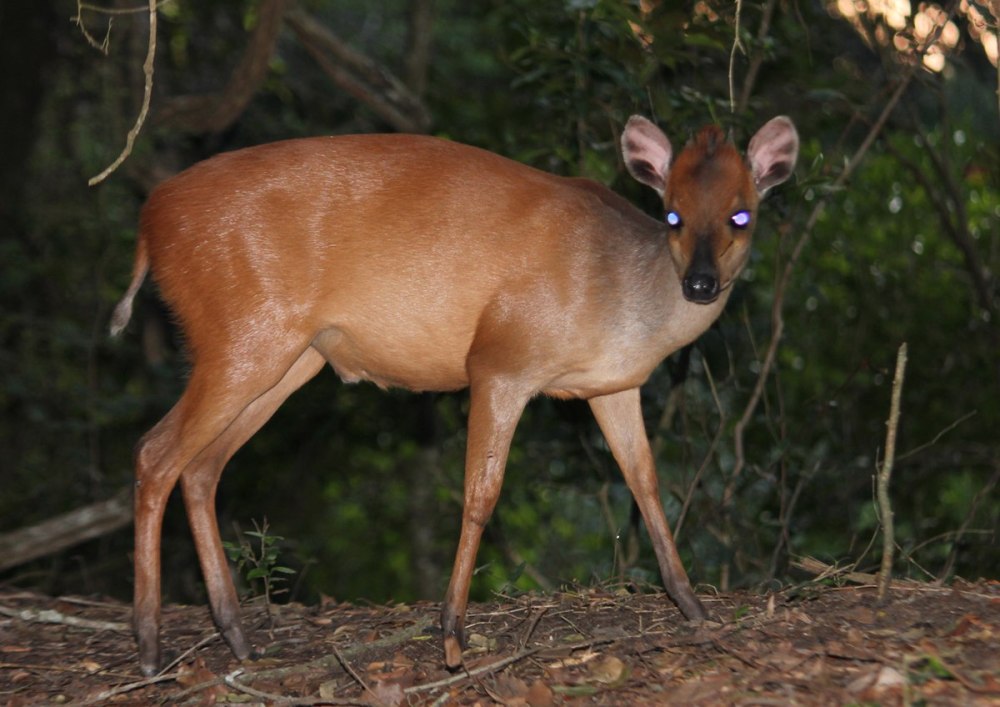 Cephalophus natalensis
