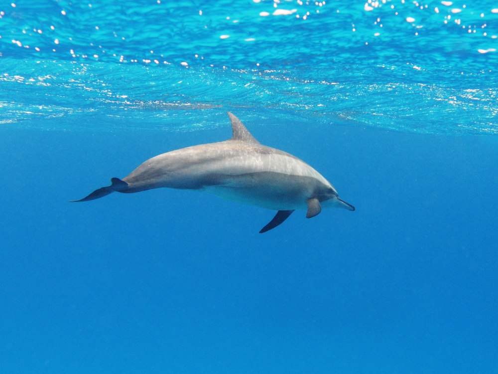 Stenella longirostris