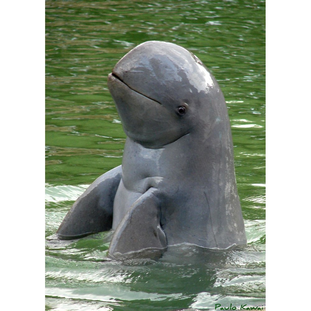 Иравадийский (Orcaella brevirostris)