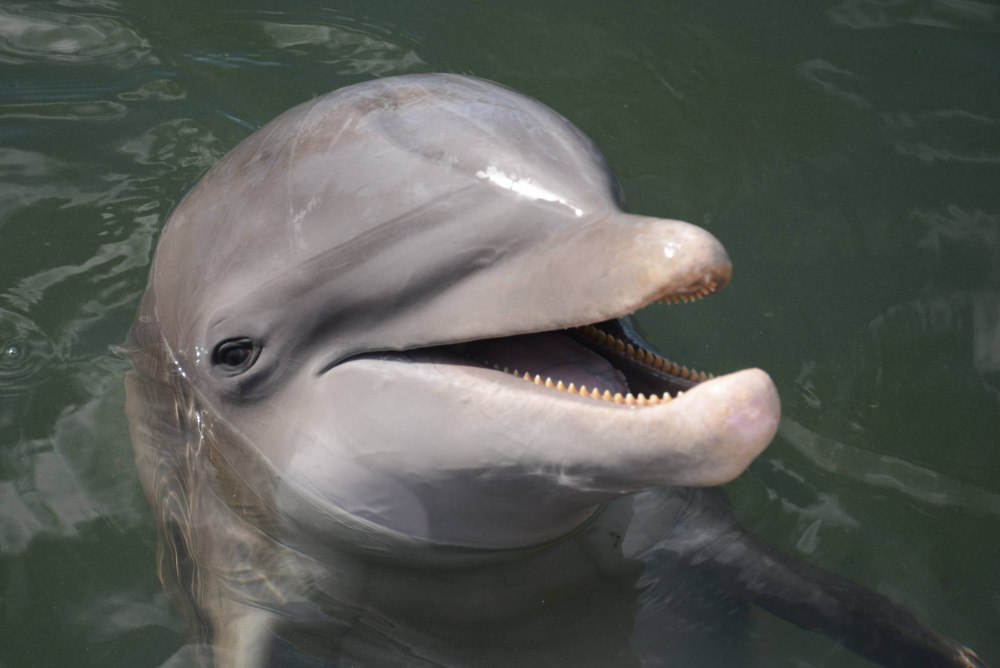 Burning Dolphin