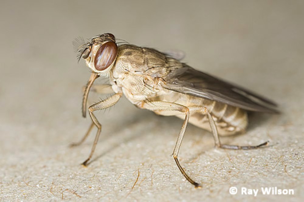 Glossina morsitans