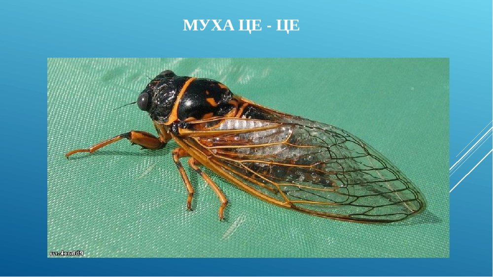 Муха це-це переносчик трипаносомы
