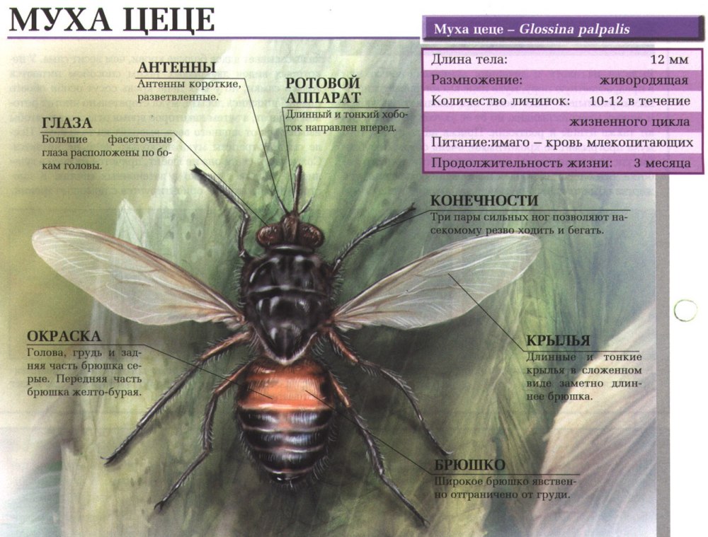 Жизненный цикл мухи ЦЦ