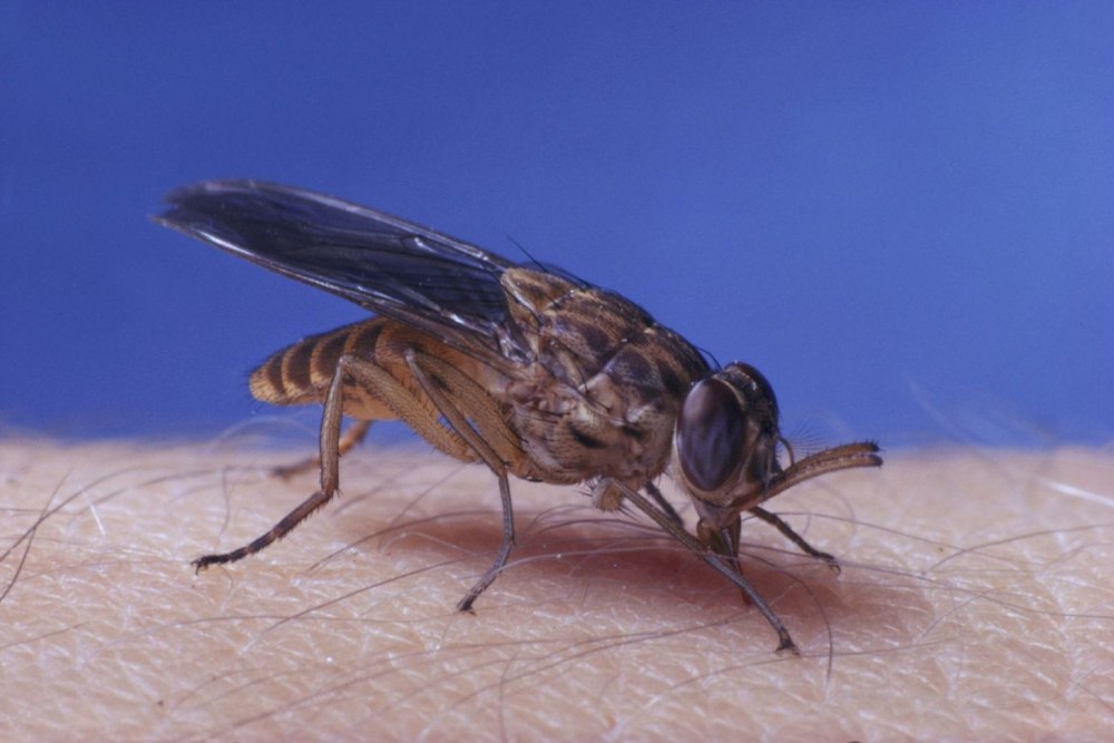 Муха ЦЕЦЕ Glossina Palpalis
