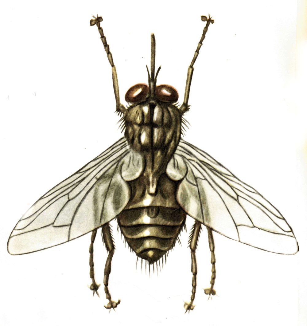 Осенняя жигалка (Stomoxys Calcitrans)