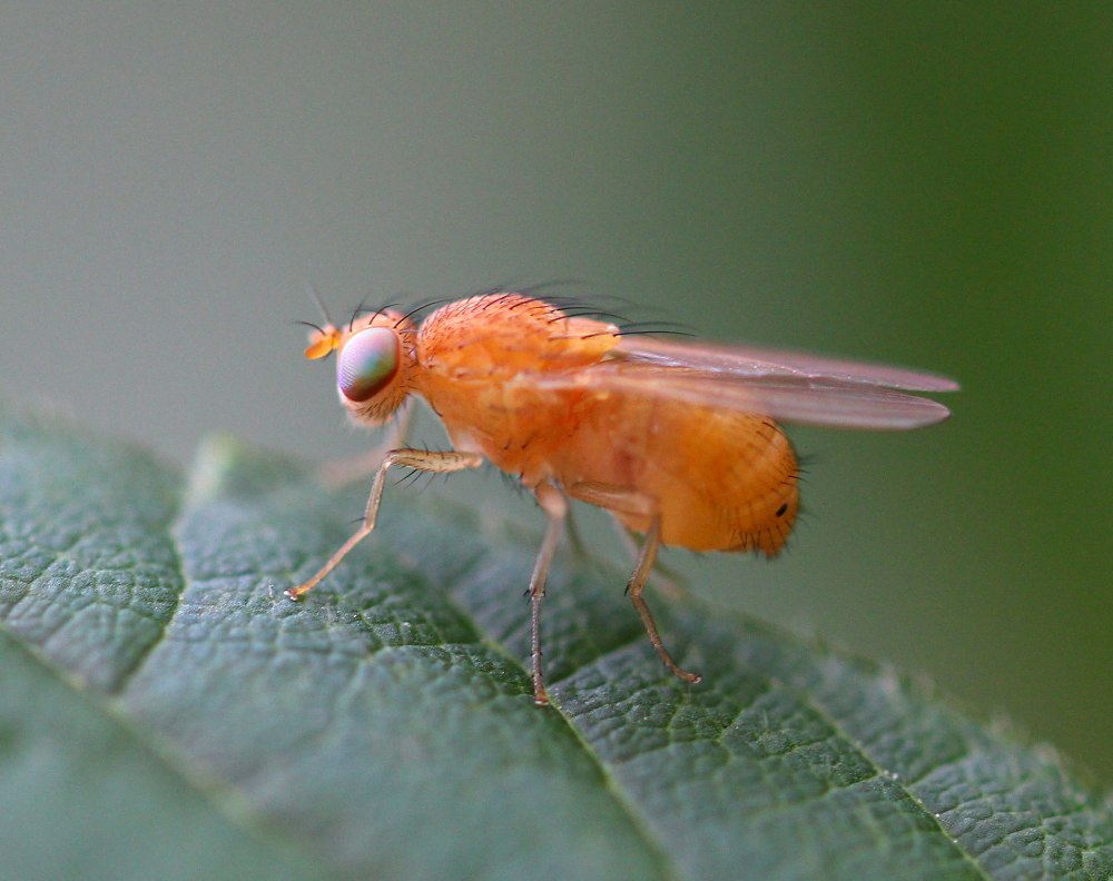 Glossina morsitans