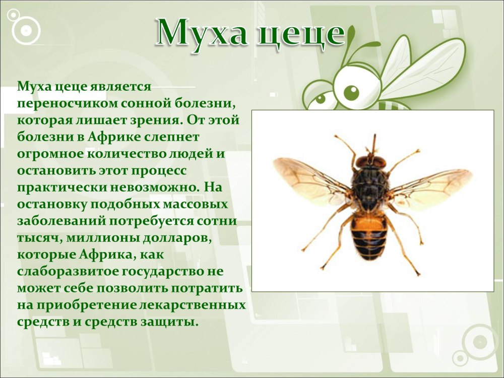 Муха ЦЕЦЕ возбудитель сонной болезни человека
