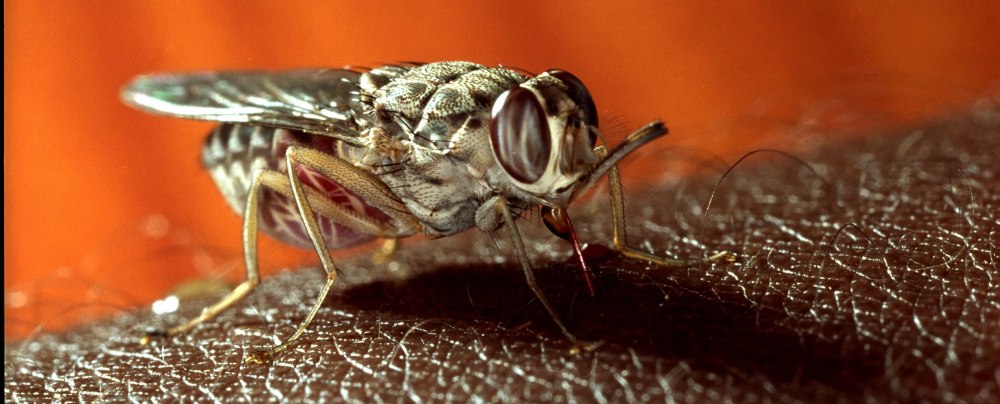 Муха ЦЕЦЕ Glossina Palpalis