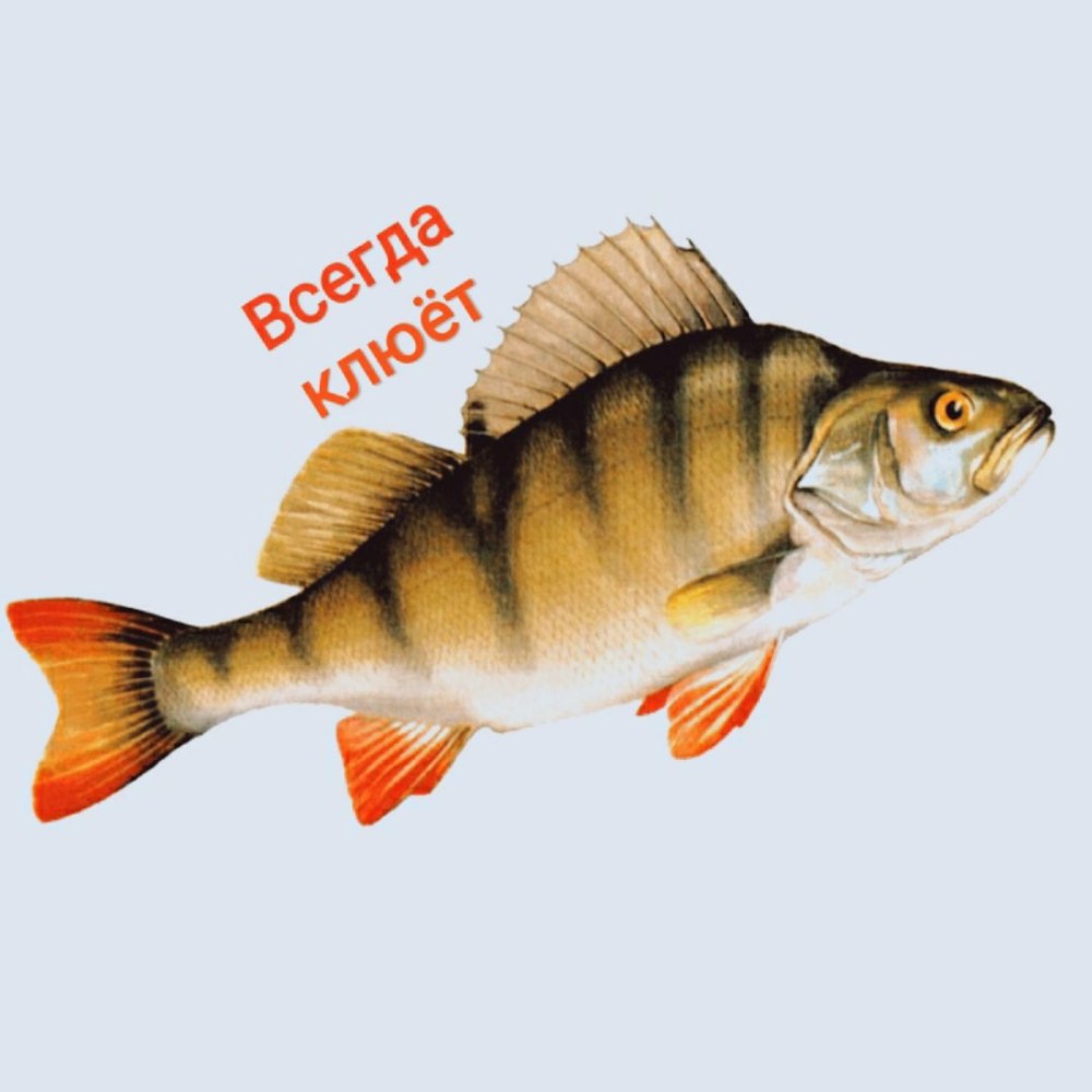 Окунь на белом фоне