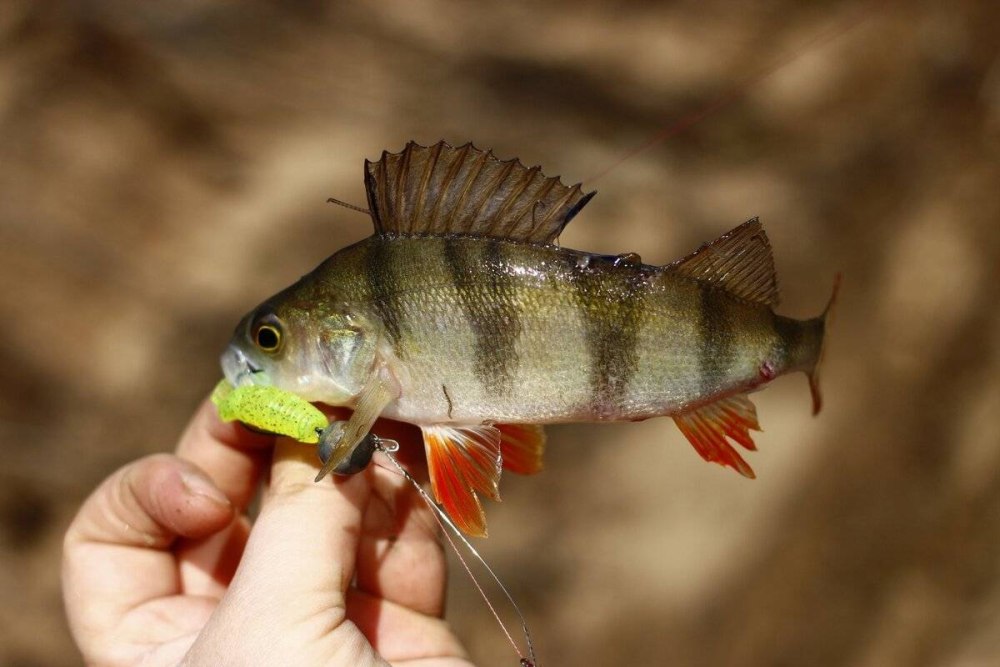 Окунь perca fluviatilis