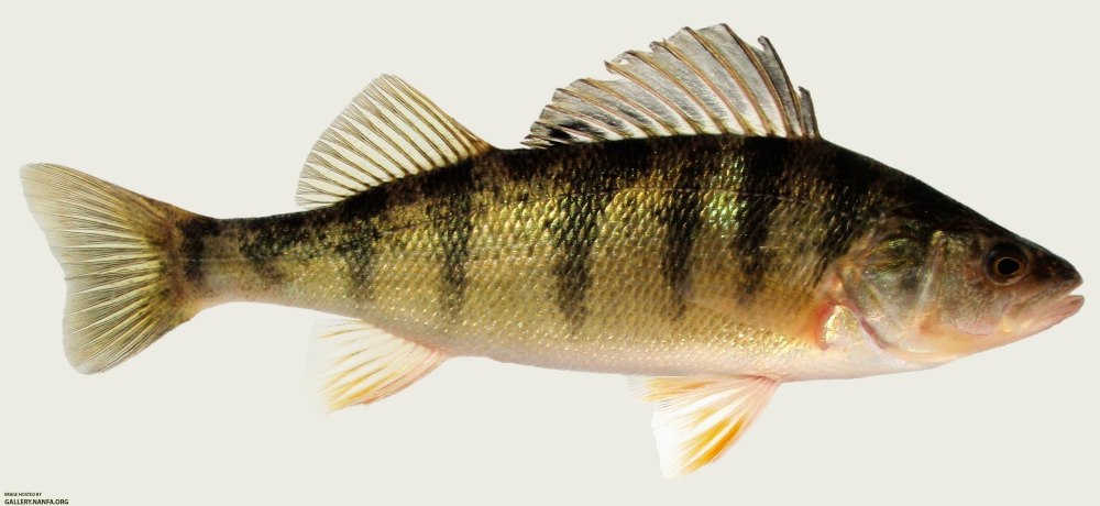 Perca schrenkii окунь