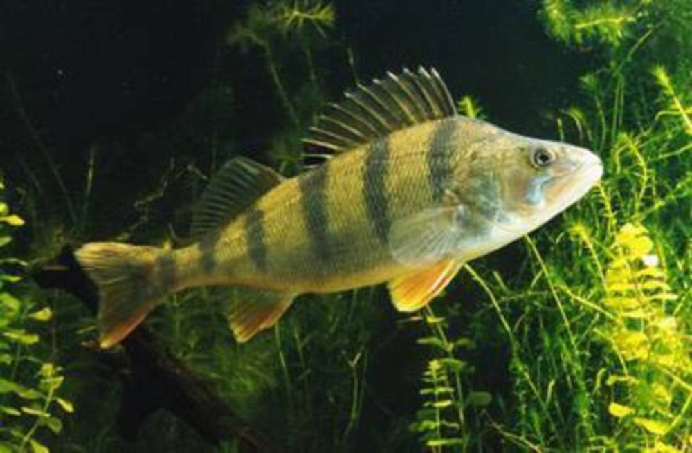 Окунь обыкновенный (лат. Perca fluviatilis l).