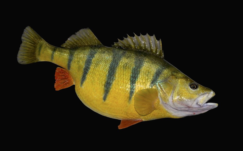 Окунь perca fluviatilis