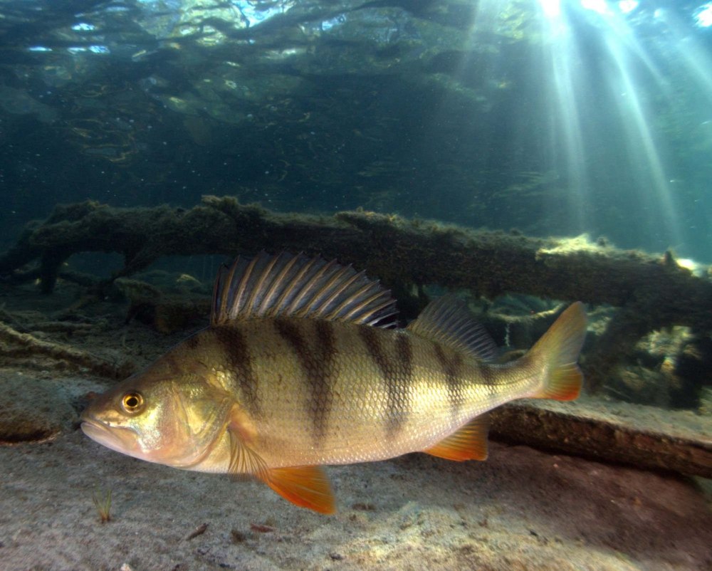 Окунь perca fluviatilis