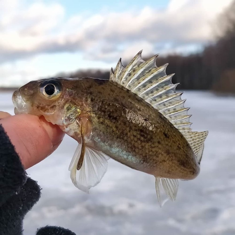 Рыба Ерш Речной