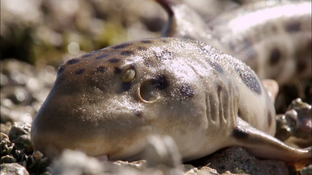 Epaulette Shark