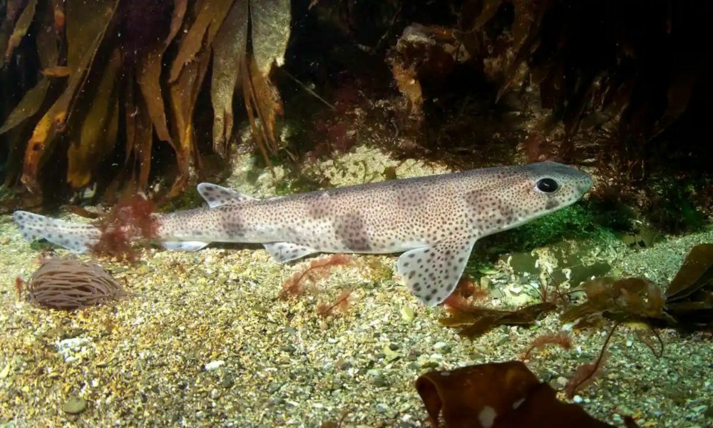 Cephaloscyllium ventriosum