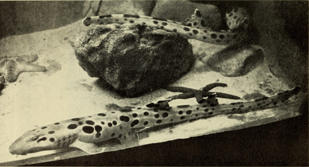 Персидская Кошачья акула