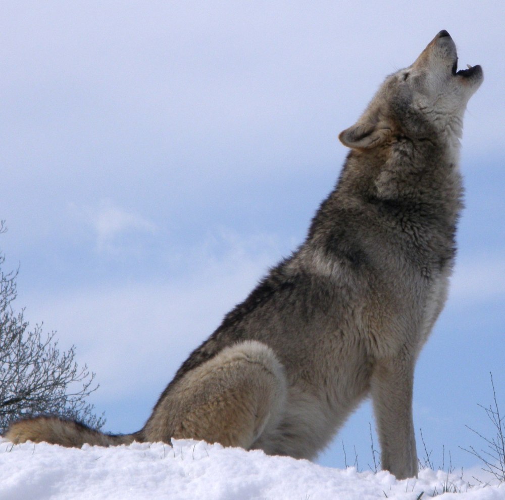 Волк canis Lupus зимой