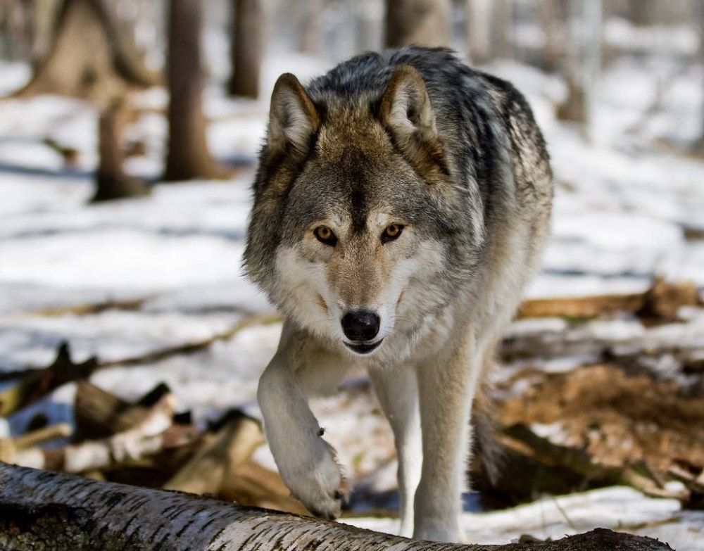 Волк обыкновенный (canis Lupus)