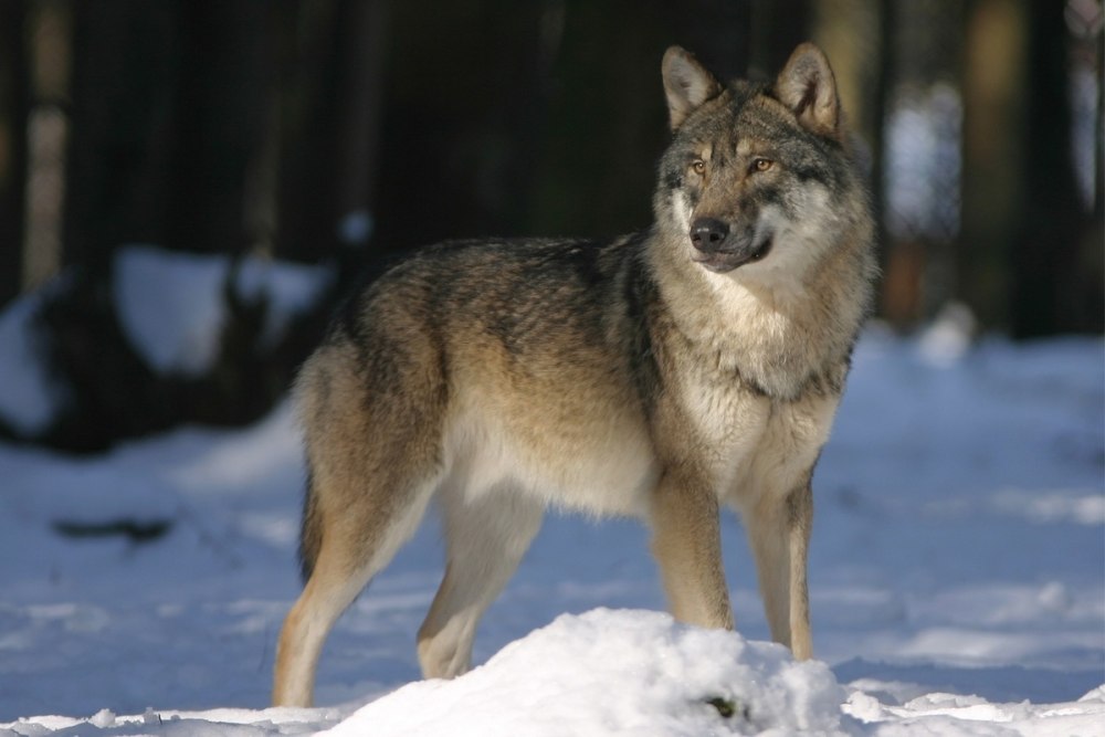 Волк canis Lupus