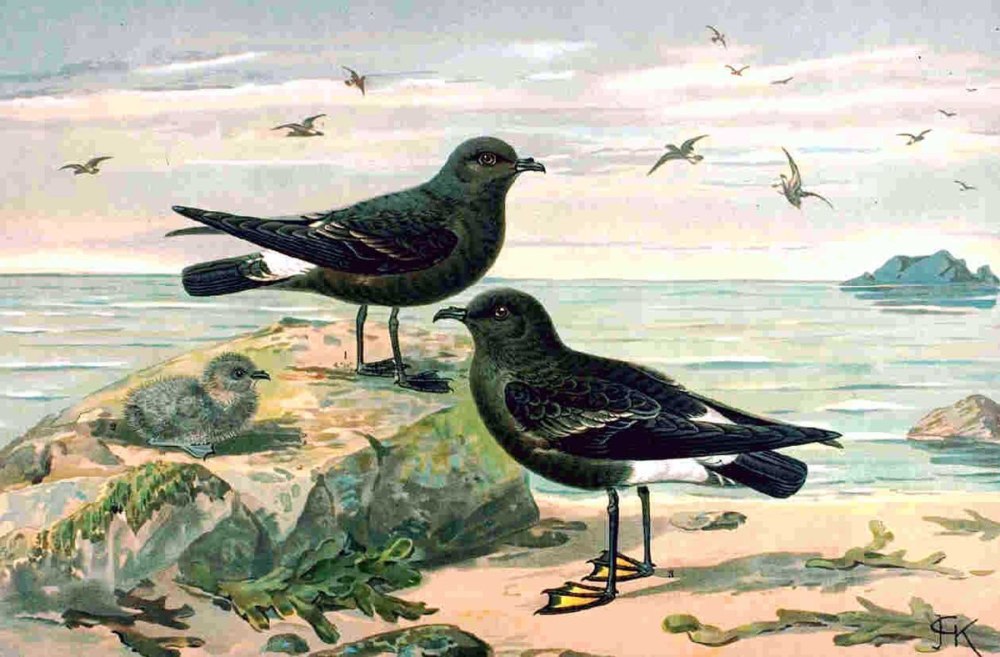 Hydrobates pelagicus