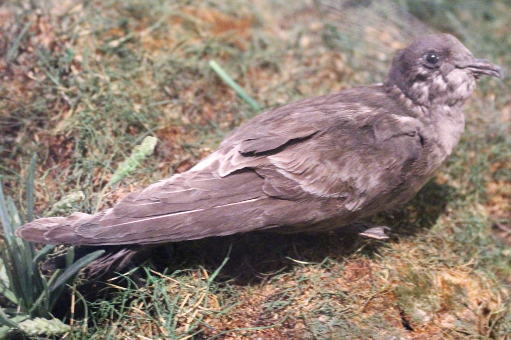 Nactus pelagicus