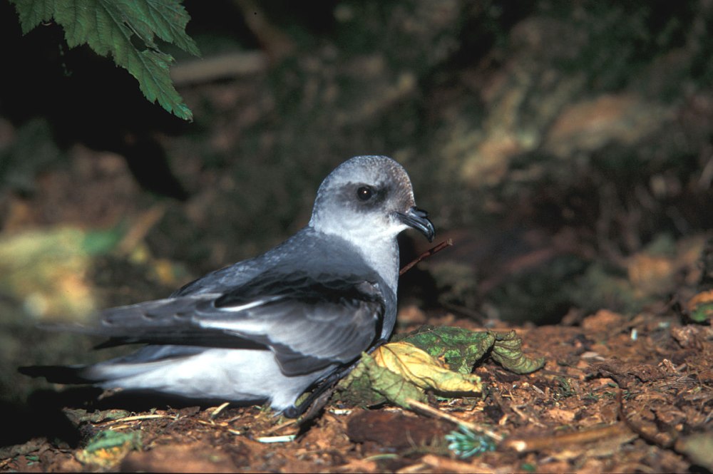 Сизая качурка (Oceanodroma furcata)