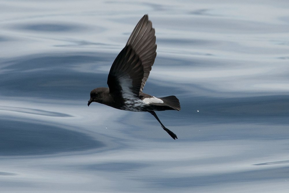 Storm Petrel