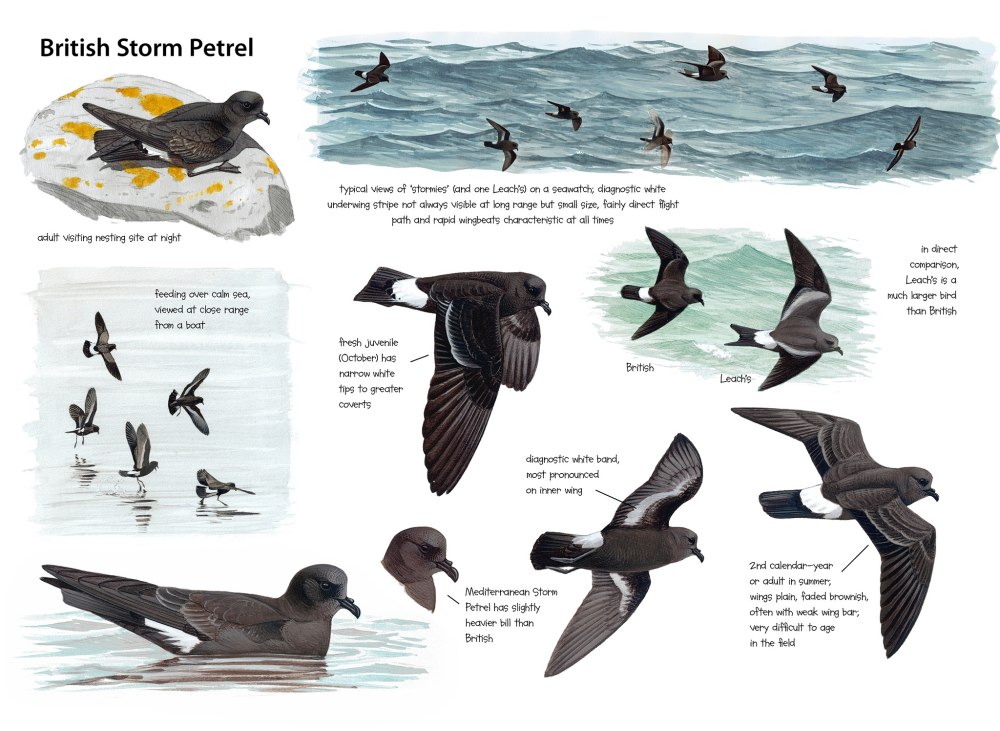 Petrel перевод