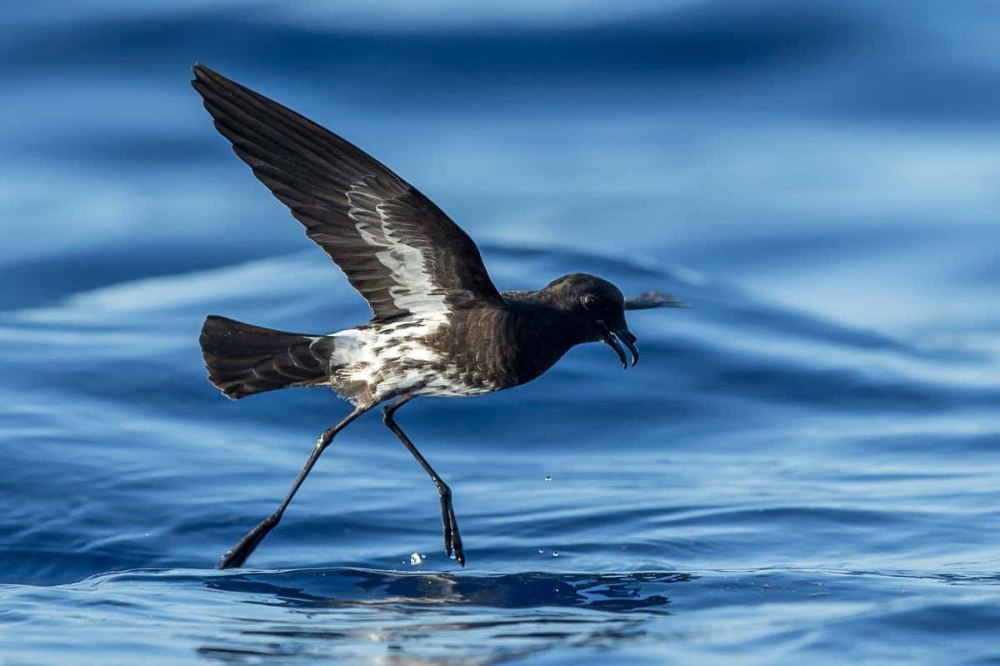 Petrel