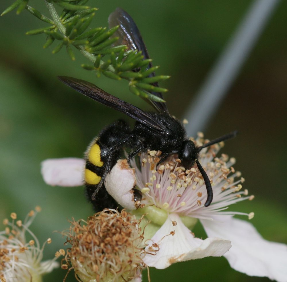 Scolia fallax