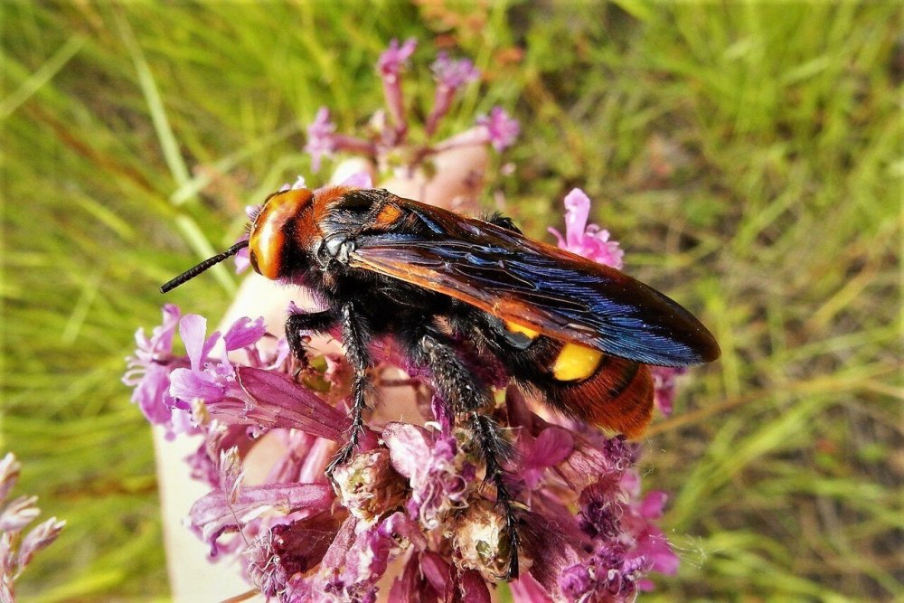 Сколия-гигант, Megascolia maculata