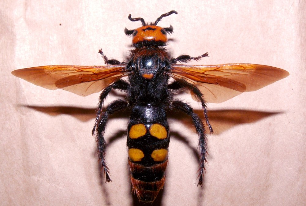 Оса Сколия гигантская Megascolia maculata