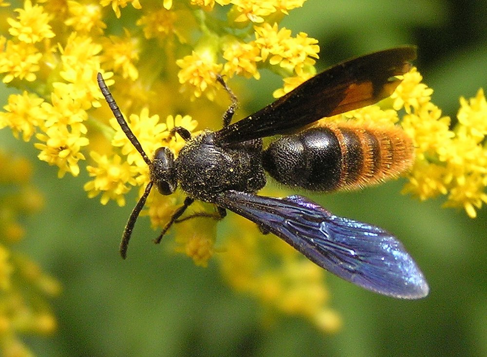 Scolia quadripunctata