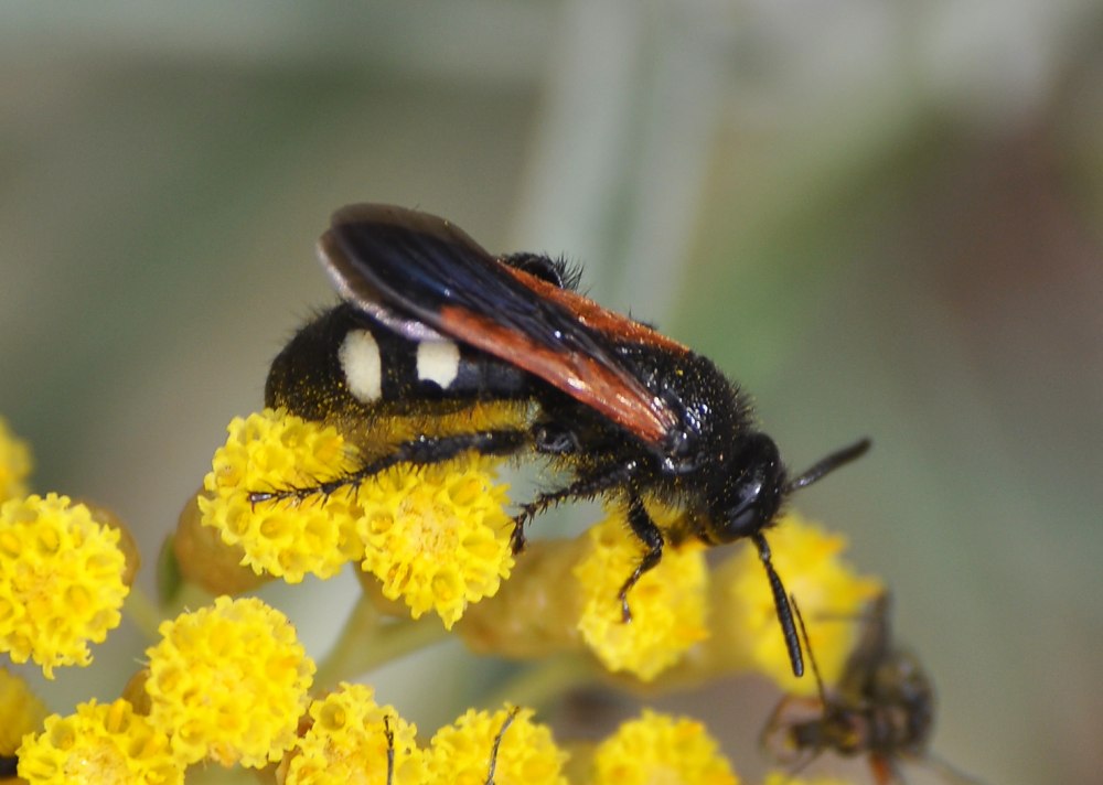 Scolia sexmaculata