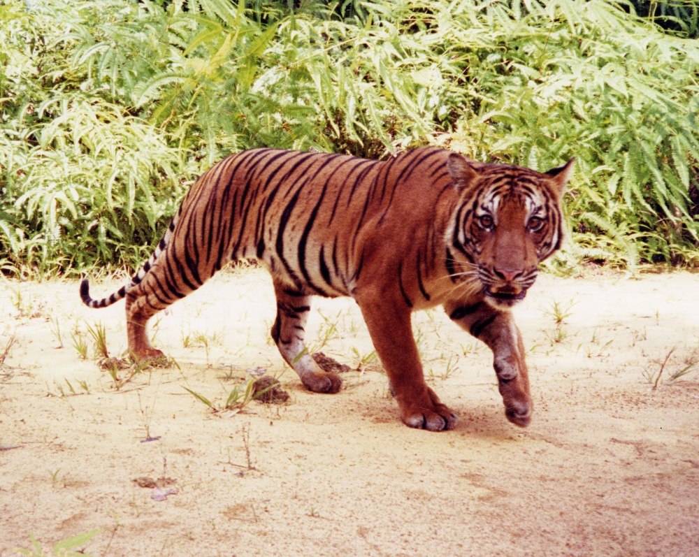Малайский тигр (Panthera Tigris Jacksoni)