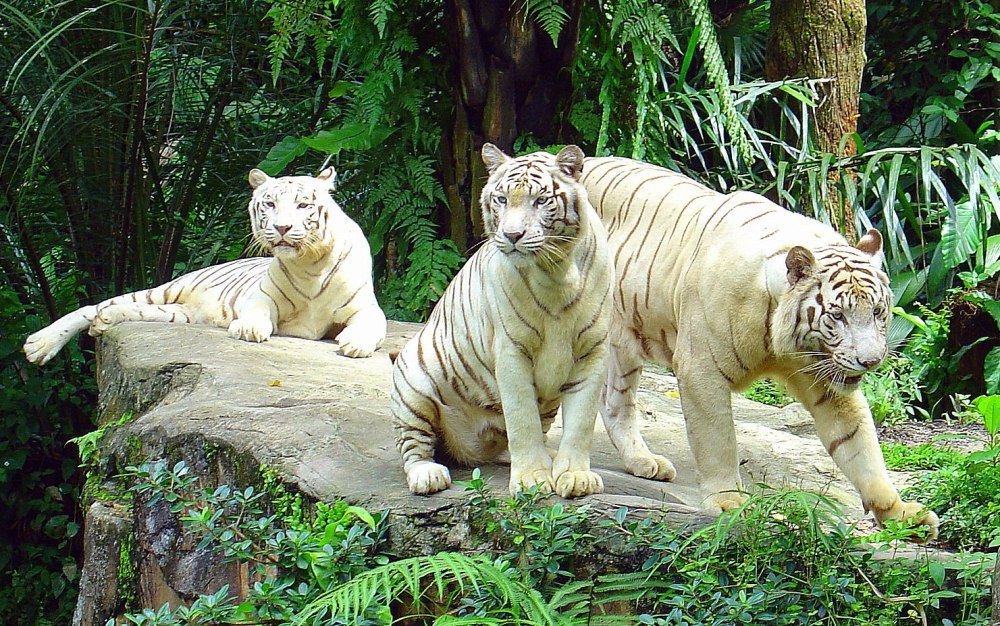 Зоопарк Сингапура Singapore Zoo