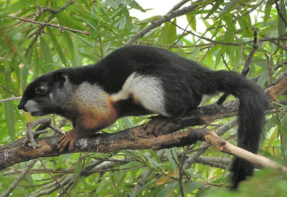 Callosciurus erythraeus
